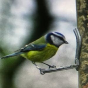 Meet your Posher, Freddy